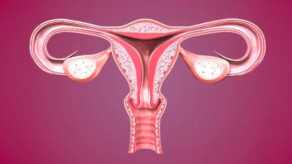A medical model of the female reproductive organ system.