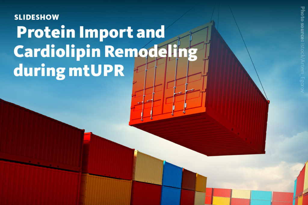 Slide 1: A slideshow about how the mitochondrial UPR impacts protein import and remodels cardiolipin lipid species.