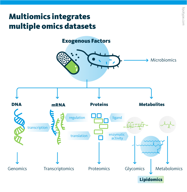 An infographic showing how multiomics integrates multiple omics data sets such as genomics, transcriptomics, proteomics, glycomics, lipidomics, metabolomics, and microbiomics, and how these omics datasets relate to each other.