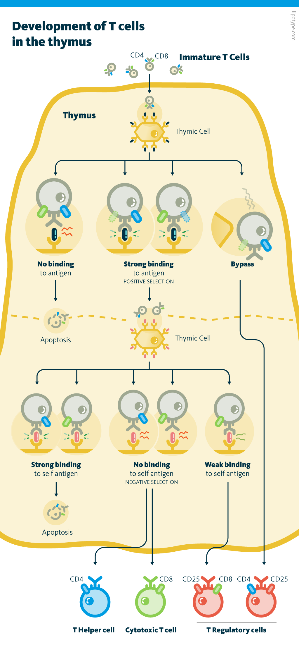 An infographic presenting an overview for the development of immature T cells into T helper cells, cytotoxic T cells, and the two types of T regulatory cells (CD8+ and CD4+) in the thymus. Both, negative and positive selection are shown.