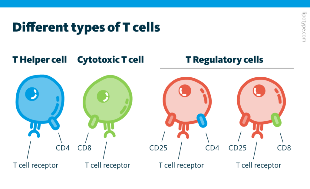 An infographic highlighting the differences between different types of T cells. In specific, differences in receptor composition between T helper cells, cytotoxic T cells, and the two types of T regulatory cells are shown.