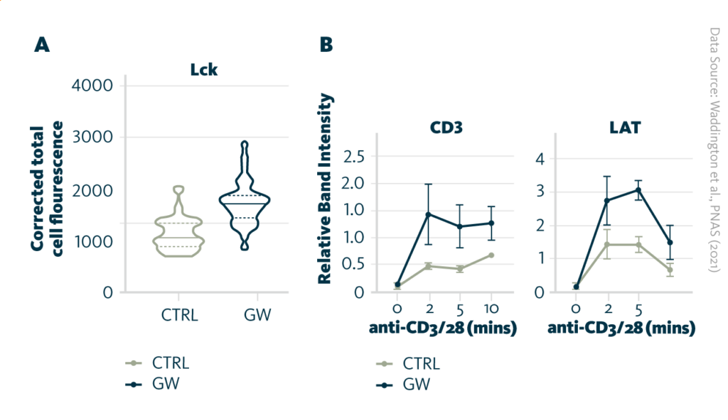 CD4+ T cells were cultured with LXR agonist (GW) or without it (CTRL) before they were added to chamber slides coated with anti-CD3/28 for immune synapse formation. A Immune synapses were fixed at 15 mins post activation and immunostained for Lck to be quantified by corrected total cell fluorescence. B Band intensities relative to HSP90 (loading control) were calculated for signaling protein phosphorylation after 2, 5, and 10 minutes of T cell receptor engagement by Western blotting.