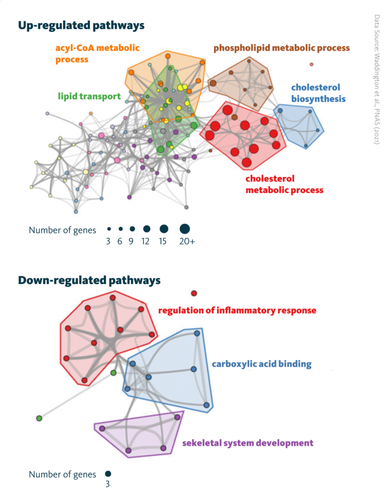 Primary human CD4+ T cells (n = 3) were cultured with or without LXR agonist (GW3965, GW) for 24 h, then, gene expression was assessed by RNA sequencing. These network diagrams illustrate pathways that are significantly enriched for up- or down-regulated genes, where each node represents a significantly altered term and node size proportional to the number of contributing genes. Similar terms with a high degree of redundancy were clustered.