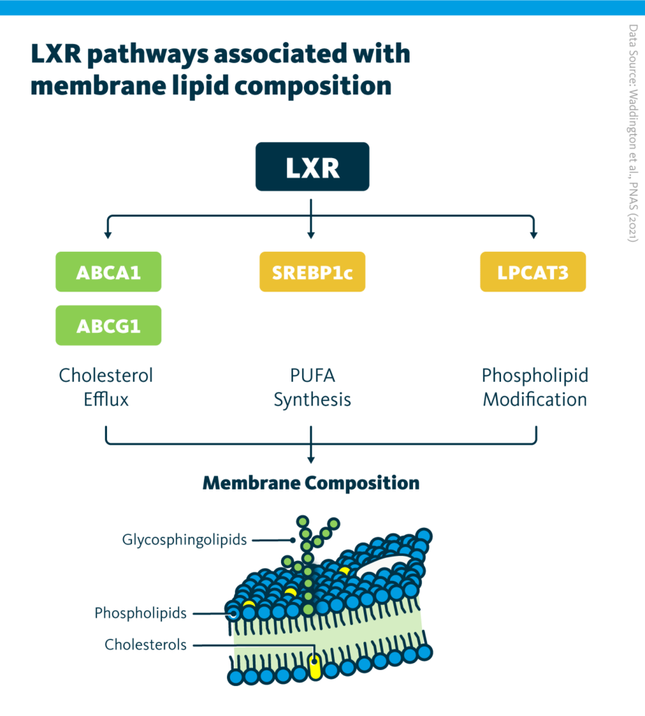 LXR is a nuclear transcription factor that influences the regulation of a wide range of metabolic processes, including lipid and glucose homeostasis. Shown are select enzymes which are regulated by LXR and their relation to membrane composition.
