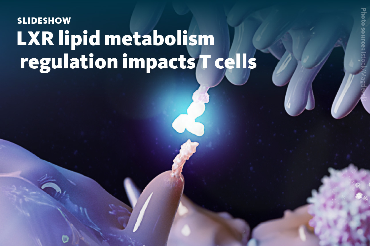 Slide 1: A slideshow about how LXR-mediated lipid metabolism regulation impacts T cell activation.