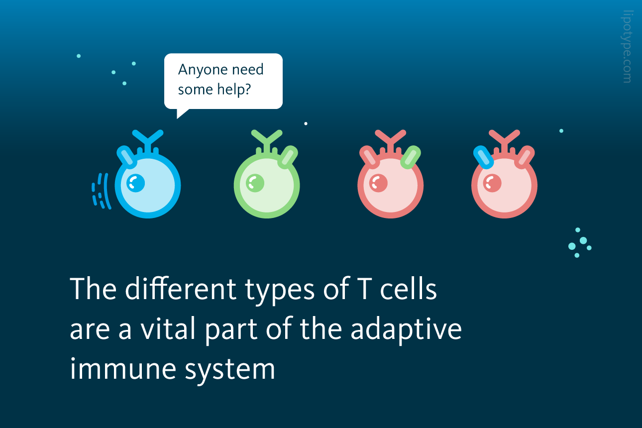 Slide 2: The different types of T cells are a vital part of the adaptive immune system.