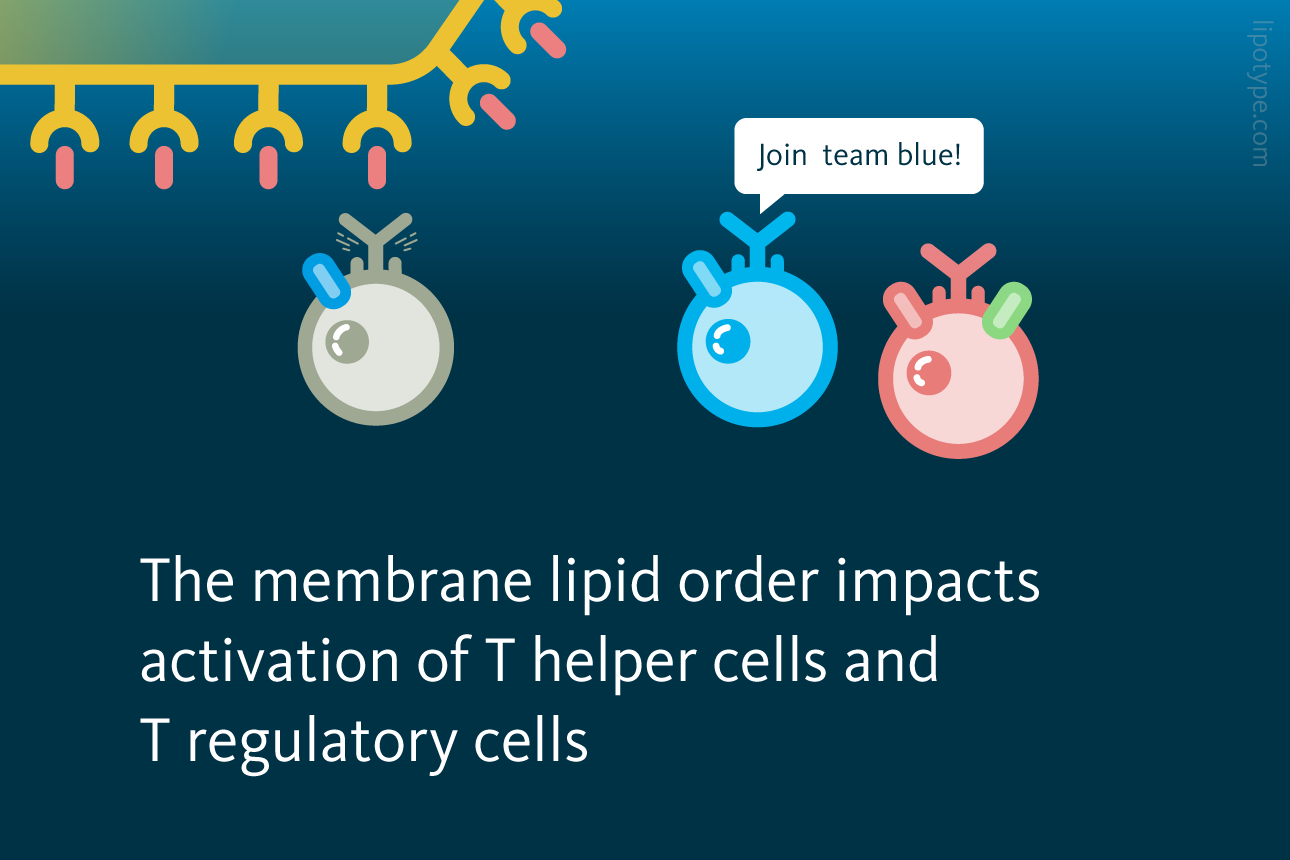 Slide 3: The membrane lipid order impacts activation of T helper cells and T regulatory cells.