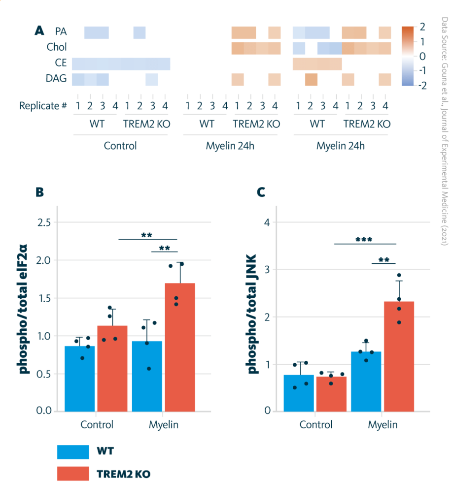 An unntargeted lipidomics analysis of WT and TREM2 KO cells cultured in serum-free media or with myelin for 8 or 24 h. B and C Analysis of ER stress by quantification of phosphorylated eIF2α (B) and phosphorylated JNK (C), measured by Western blot. **, P < 0.01; ***, P < 0.001.