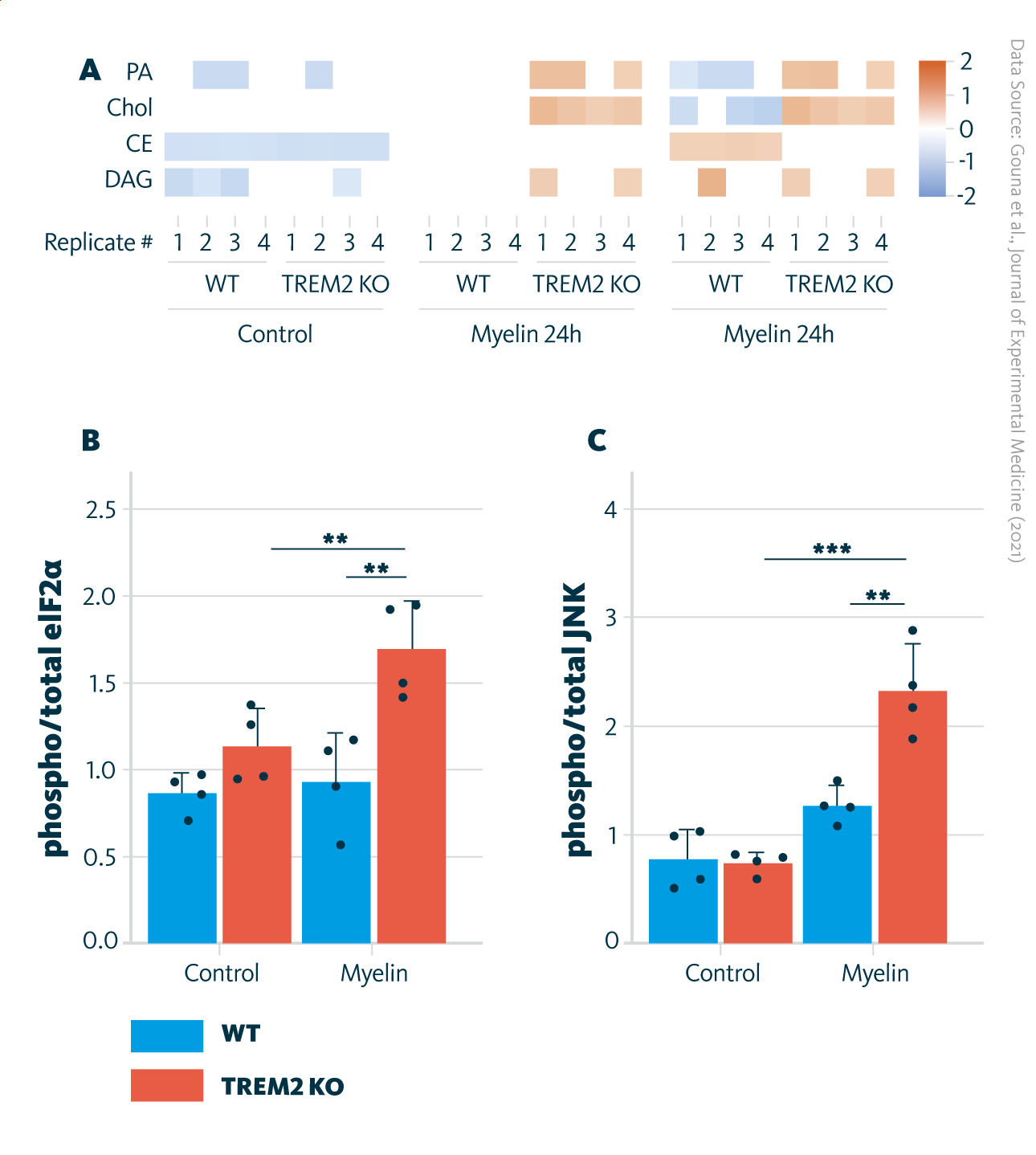 Comparison of lipid profiles in TREM2-KO and WT cells and ER stress presence: A Untargeted lipidomics analysis of WT and TREM2 KO cells cultured in serum-free media or with myelin for 8 or 24 h. B and C Analysis of ER stress by quantification of phosphorylated eIF2α (B) and phosphorylated JNK (C), measured by Western blot. **, P < 0.01; ***, P < 0.001. Comparison of lipid profiles in TREM2-KO and WT cells and ER stress presence: A Untargeted lipidomics analysis of WT and TREM2 KO cells cultured in serum-free media or with myelin for 8 or 24 h. B and C Analysis of ER stress by quantification of phosphorylated eIF2α (B) and phosphorylated JNK (C), measured by Western blot. **, P < 0.01; ***, P < 0.001.
