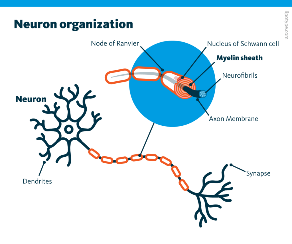 An infographic showing a neuron and its dendrites, synapses, and highlighting the organization of myelin, including nodes of Ranvier, Schwann cells, myelin sheaths, and neurofibrils.