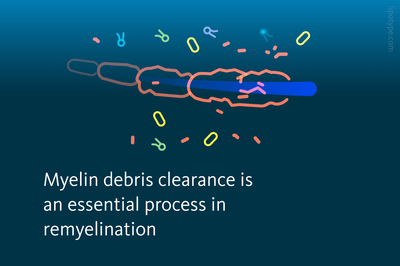 Slide 2: Myelin debris clearance is an essential prosses in remyelination.