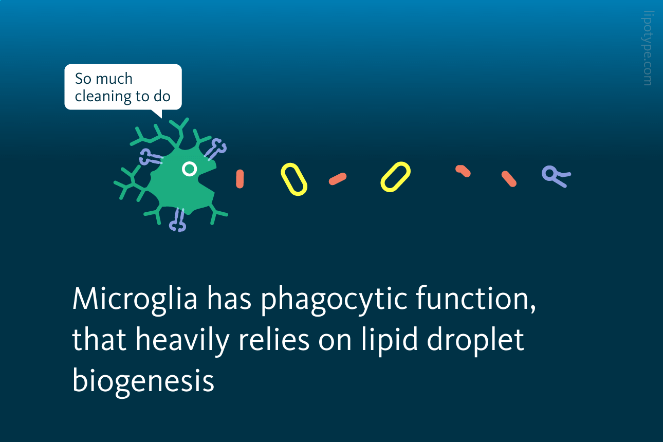Slide 3: Microglia has phagocytic function, that heavily relies on lipid droplet biogenesis.