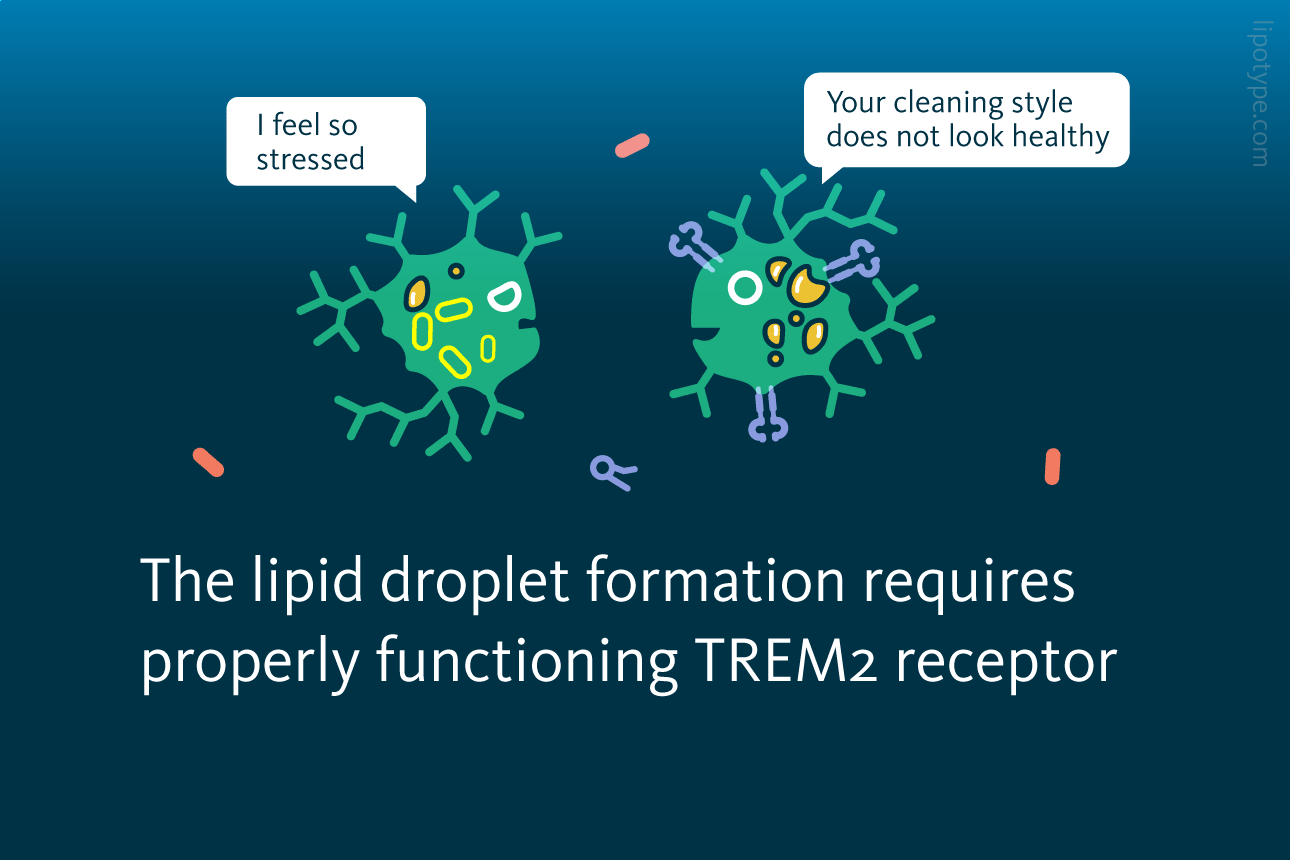 Slide 4: The lipid droplet formation requires properly functioning TREM2 receptor.