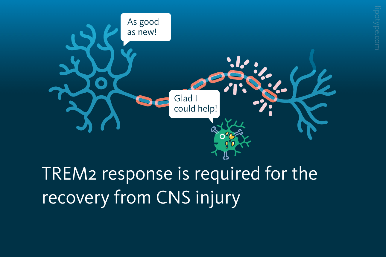 Slide 5: TREM2 response is required for the recovery from CNS injury.
