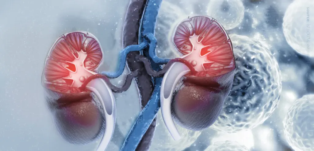 Computer graphics depicting two kidneys on a grey background