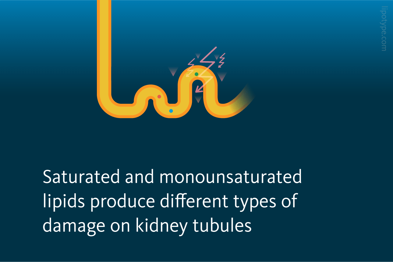 Slide 1: Saturated and monounsaturated lipids produce different type of damage on kidney tubules