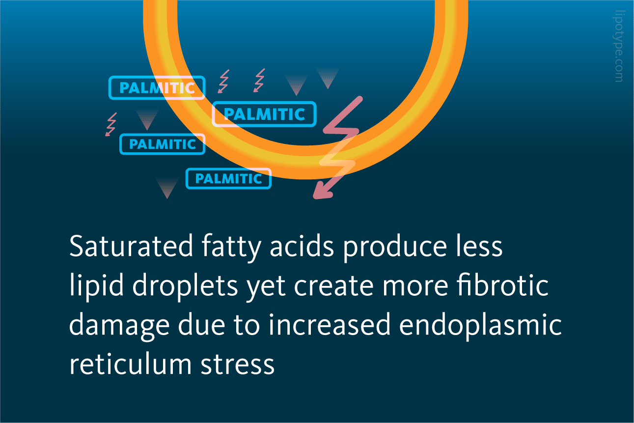 Slide 3: Saturated fatty acids produce less lipid droplets yet create more fibrotic damage due to increased endoplasmic reticulum stress
