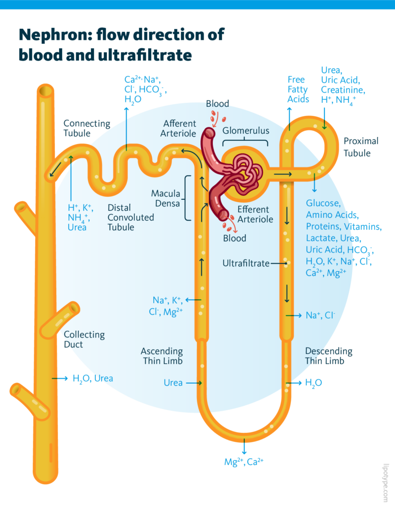 Schematic Representation Of Nephron Indicating The Flow Direction Of Blood And Ultrafiltrate Schematic Representation Of Nephron Indicating The Flow Direction Of Blood And Ultrafiltrate