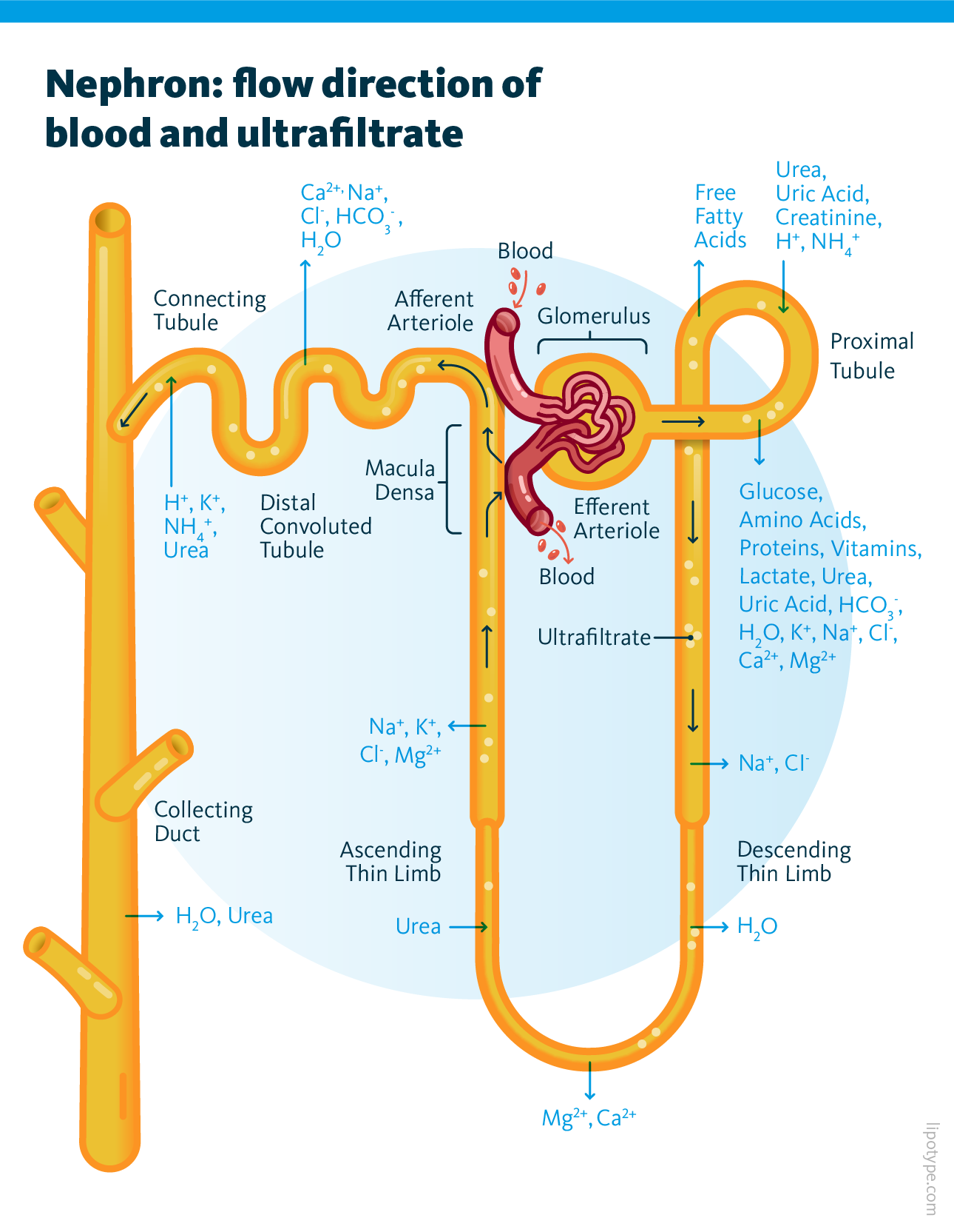 Schematic representation of nephron indicating the flow direction of blood and ultrafiltrate. Schematic Representation Of Nephron Indicating The Flow Direction Of Blood And Ultrafiltrate