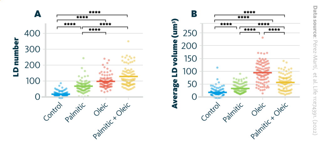 The Formation Of Lipid Droplets Upon Treatment With Various Fatty Acids