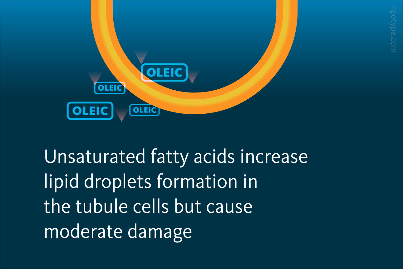 Slide 2: Unsaturated fatty acids increase lipid droplets formation in the tubule cells but cause moderate damage