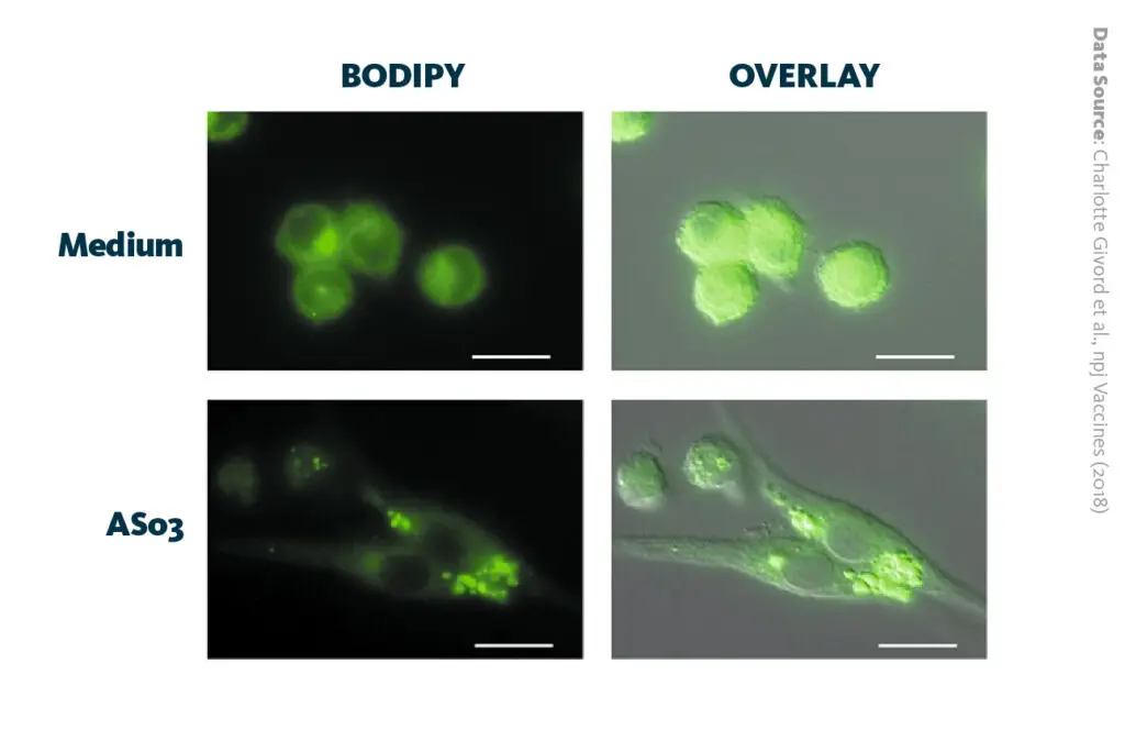 AS03 induces the rapid formation of lipid droplets in macrophages: Activation of the endoplasmic reticulum stress sensor IRE1α by the vaccine adjuvant AS03 contributes to its immunostimulatory properties. AS03 induces the rapid formation of lipid droplets in macrophages: Activation of the endoplasmic reticulum stress sensor IRE1α by the vaccine adjuvant AS03 contributes to its immunostimulatory properties.