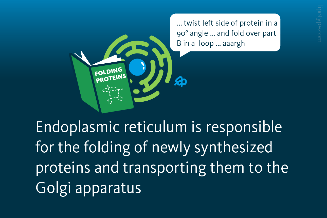 Slide 2: The endoplasmic reticulum is responsible for the folding of newly synthesized proteins and transporting them to the Golgi apparatus.