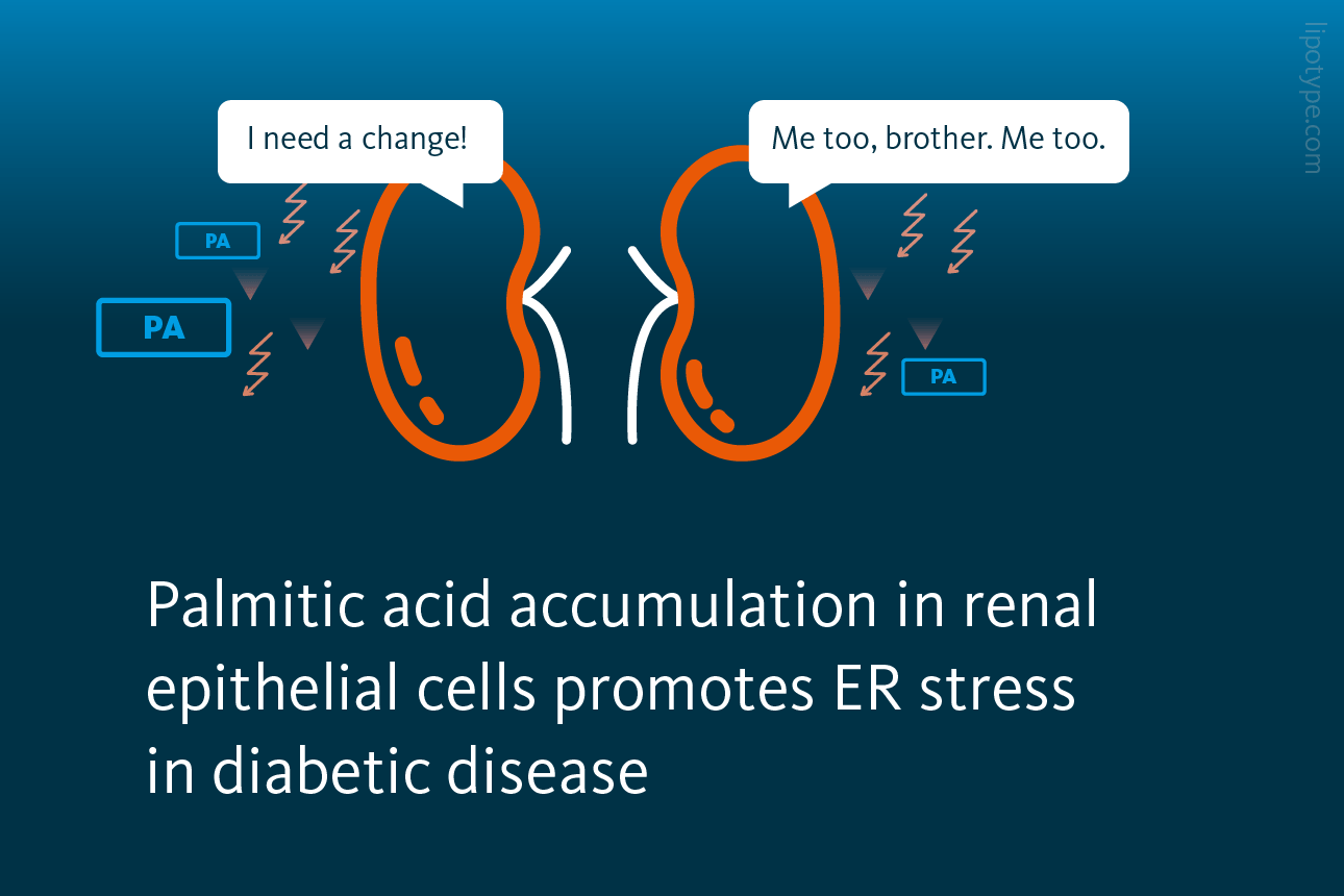 Slide 4: Palmitic acid accumulation in renal epithelial cells promotes ER stress in diabetic disease.