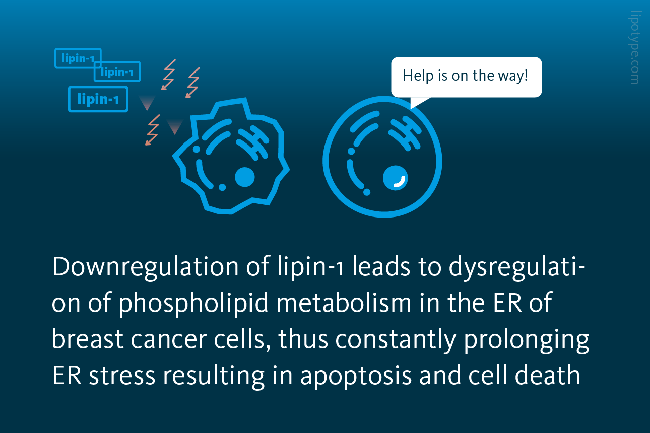 Slide 5: Downregulation of lipin-1 leads to dysregulation of phospholipid metabolism in the ER of breast cancer cells, thus constantly prolonging ER stress resulting in apoptosis and cell death.