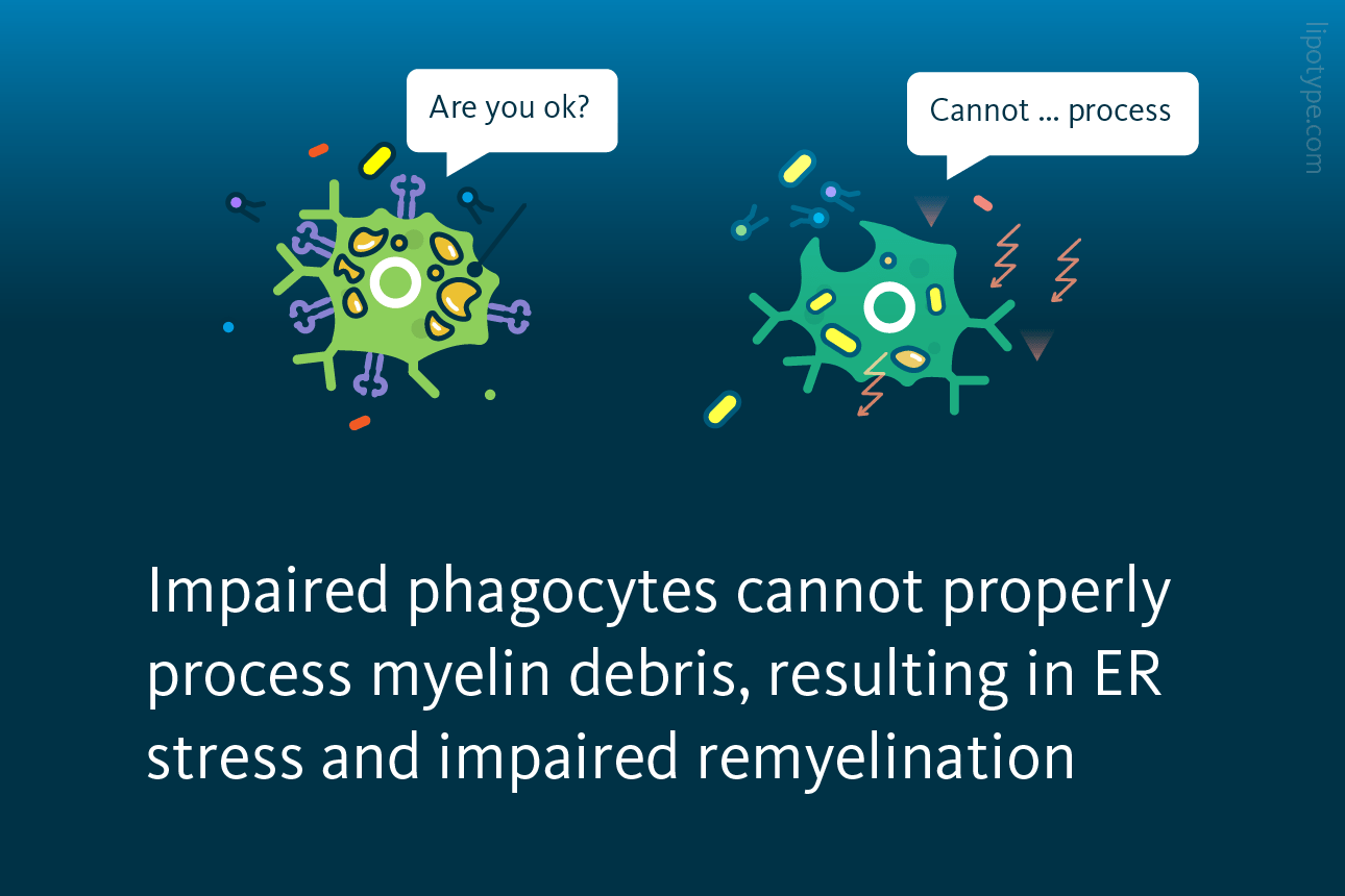 Slide 6: Impaired phagocytes cannot properly process myelin debris, resulting in ER stress and impaired remyelination.