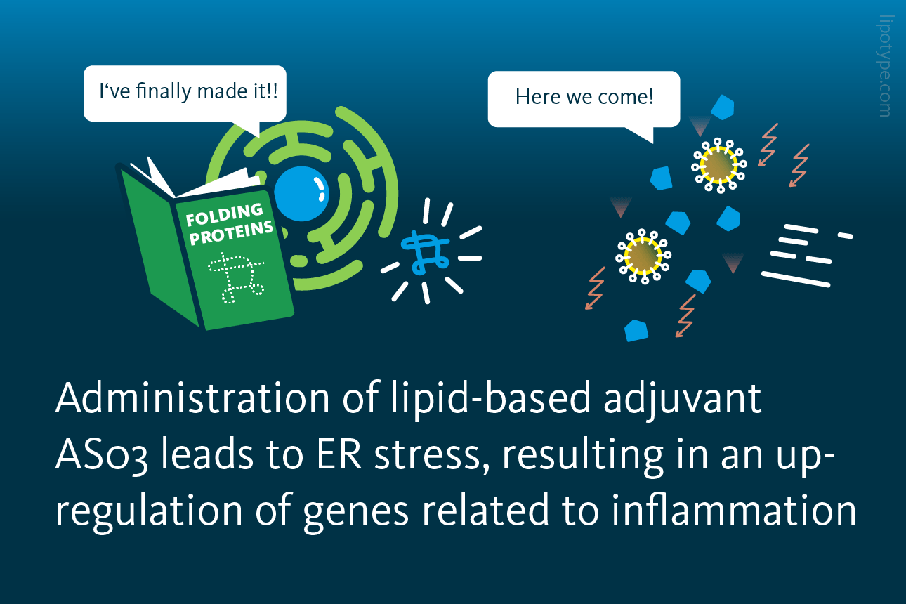 Slide 7: Administration of lipid-based adjuvant AS03 leads to ER stress, resulting in an upregulation of genes related to inflammation.