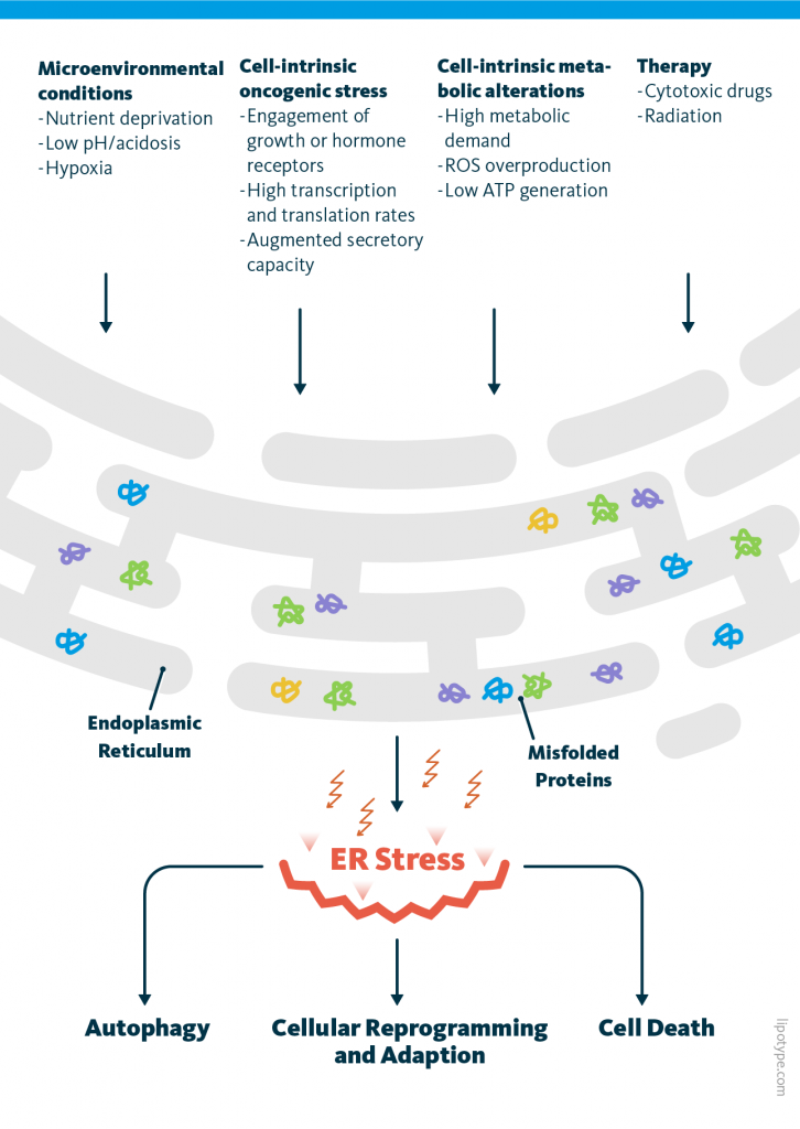 An infographic showing a variety of triggers for misfolded proteins such as microenvironmental conditions, cell-intrinsic oncogenic stress, cell-intrinsic metabolic alterations, and therapy which then lead to ER stress in the endoplasmic reticulum. The consequences of ER stress are autophagy, cellular reprogramming and adaption, or cell death. An infographic showing a variety of triggers for misfolded proteins such as microenvironmental conditions, cell-intrinsic oncogenic stress, cell-intrinsic metabolic alterations, and therapy which then lead to ER stress in the endoplasmic reticulum. The consequences of ER stress are autophagy, cellular reprogramming and adaption, or cell death.