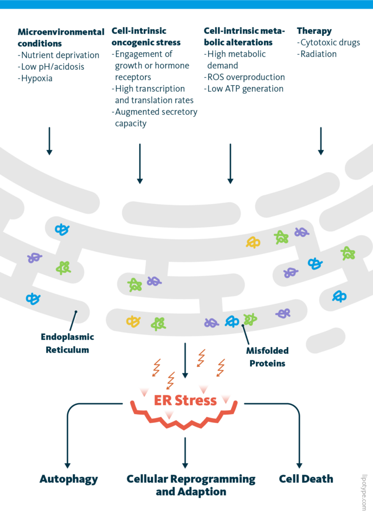 An infographic showing a variety of triggers for misfolded proteins such as microenvironmental conditions, cell-intrinsic oncogenic stress, cell-intrinsic metabolic alterations, and therapy which then lead to ER stress in the endoplasmic reticulum. The consequences of ER stress are autophagy, cellular reprogramming and adaption, or cell death.