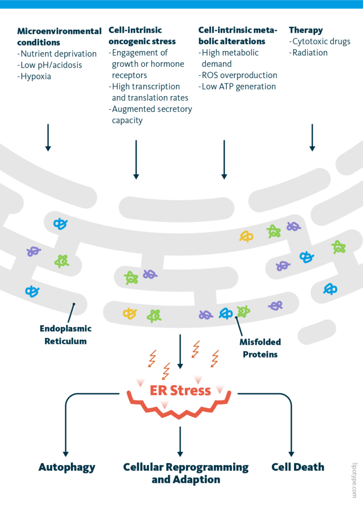 Endoplasmic Reticulum Stress Lipid Metabolism Lipotype Gmbh