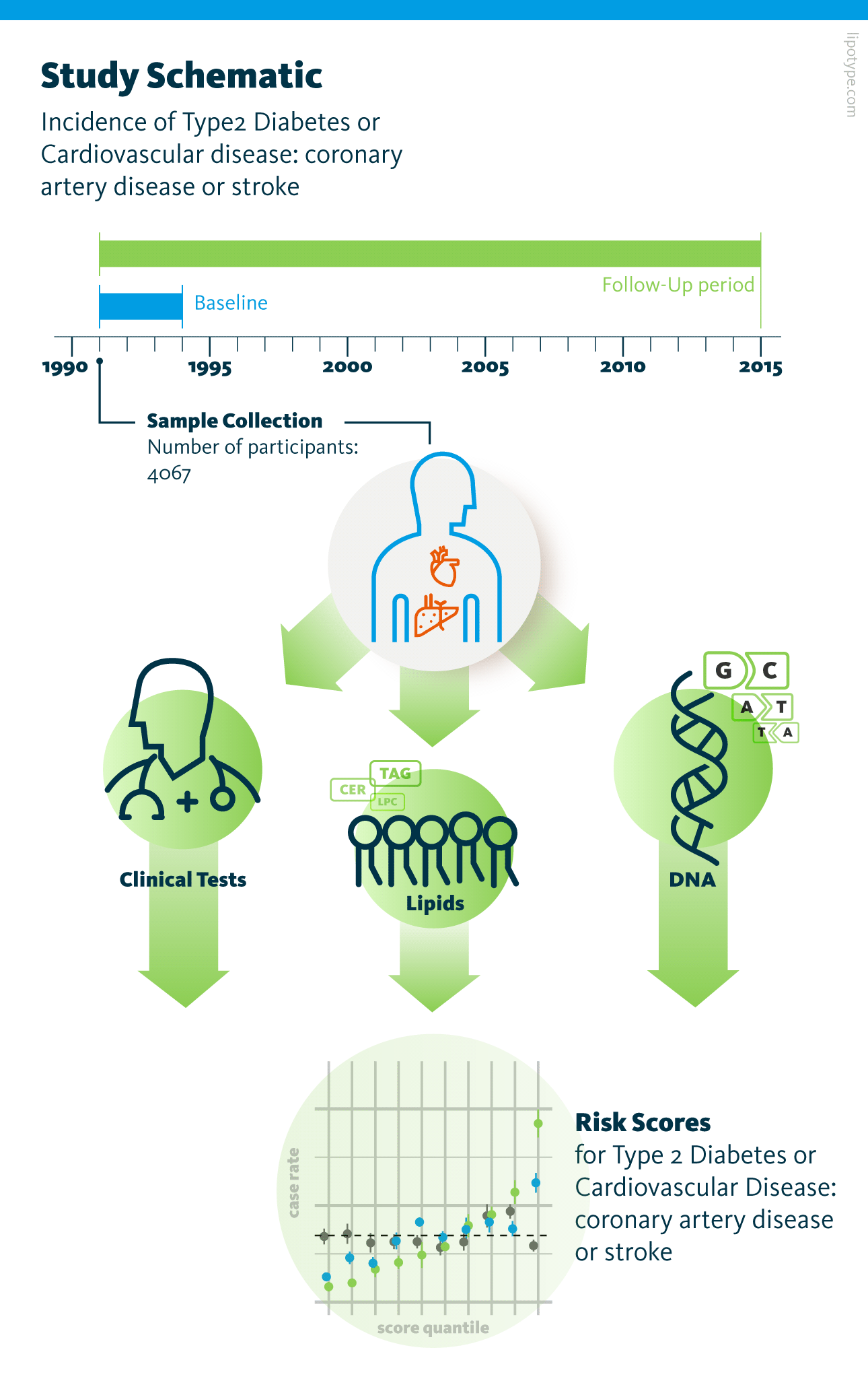 Study design. Genomic and lipidomic analyses of blood plasma samples from 4067 participants were performed. The risk of type 2 diabetes and cardiovascular disease development was assessed based on the data obtained from blood plasma analysis and clinical and vital parameters of participants.