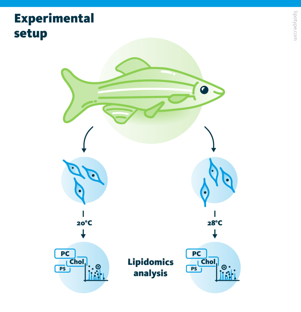 An infographics depicting the experimental setup testing zebrafish cells membrane lipidome changes under different temperature conditions