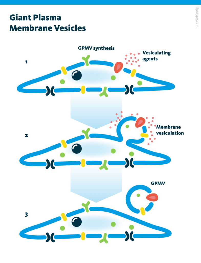 An infographics depicting the synthesis of giant plasma membrane vesicles in the presence of vesiculating agents