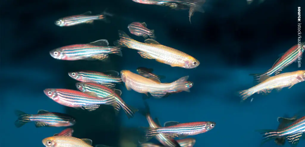 An photo of a dozen of zebrafishes in the water