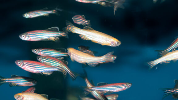 An photo of a dozen of zebrafishes in the water