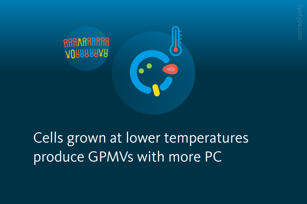 Slide 4: Growth Temperature Influences Membrane Lipids
