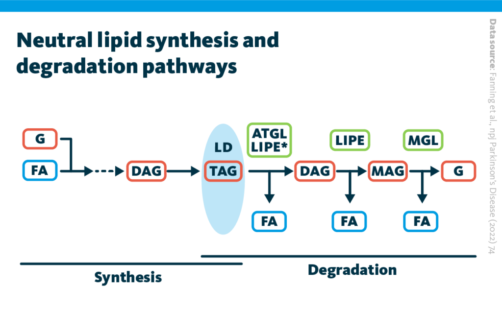 A schematic representations of neutral lipid synthesis and degradation pathways. Red frames indicate lipid classes: G, glycerol; DAG, diacylglycerols; TAG, triacylglycerol; MAG, monoacylglycerol. Green frames indicate lipases: ATGL, adipose triglyceride lipase; LIPE, hormone-sensitive lipase; MGL, monoglyceride lipase. FA, fatty acid; LD, lipid droplet; * points to rate-limiting step, dashed line goes for upstream synthesis pathway.