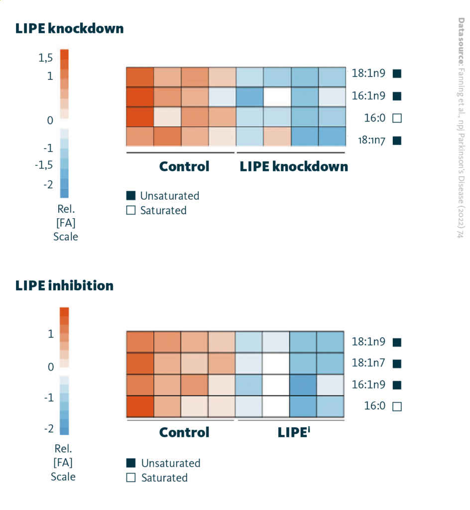 Regulation of fatty acid composition with LIPE inhibition. Upper image: LIPE knockdown decreases monounsaturated FAs. Lower image: LIPE pharmacological inhibition decreases monounsaturated FAs in α-Synuclein-expressing cells. Red and blue heatmap is a representation of a given FA species relative amount. Saturated/unsaturated status indicated by white/black squares.