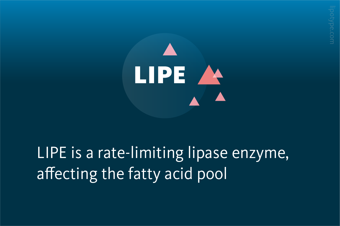 Slide 3 LIPE Is A Rate Limiting Lipase Enzyme Affecting The Fatty Acid Pool