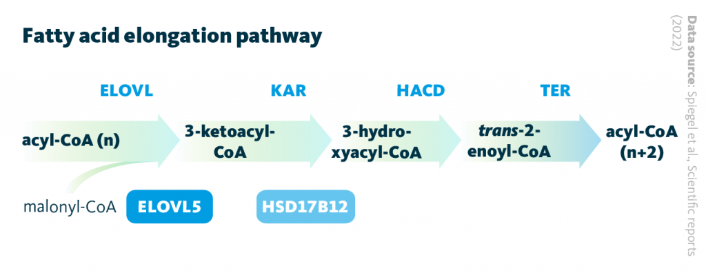 Four enzymatic steps ensure the sequential elongation of long-chain fatty acids, allowing for the synthesis of diverse fatty acid species in living organisms. The extention of the fatty acid (n) by two carbon atoms (n+2) is finalized with the fourth step. ELOV1-7, Elongation of very-long-chain fatty acids; KAR, 3-ketoacyl-CoA reductase; HADC, 3-hydroxyacyl-CoA dehydratase; TER, trans-2,3-enoyl-CoA reductase.