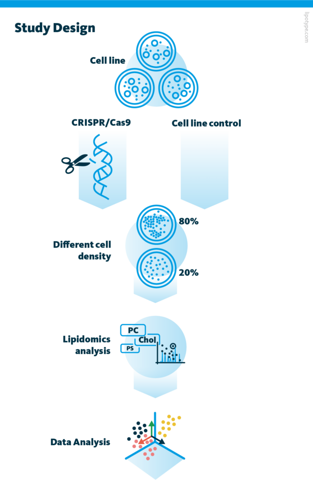 Lipid Genes Experimental Design. Cell line genome was edited with CRISPR/Cas9 technology, and subsequent lipidomics and data analysis was performed.