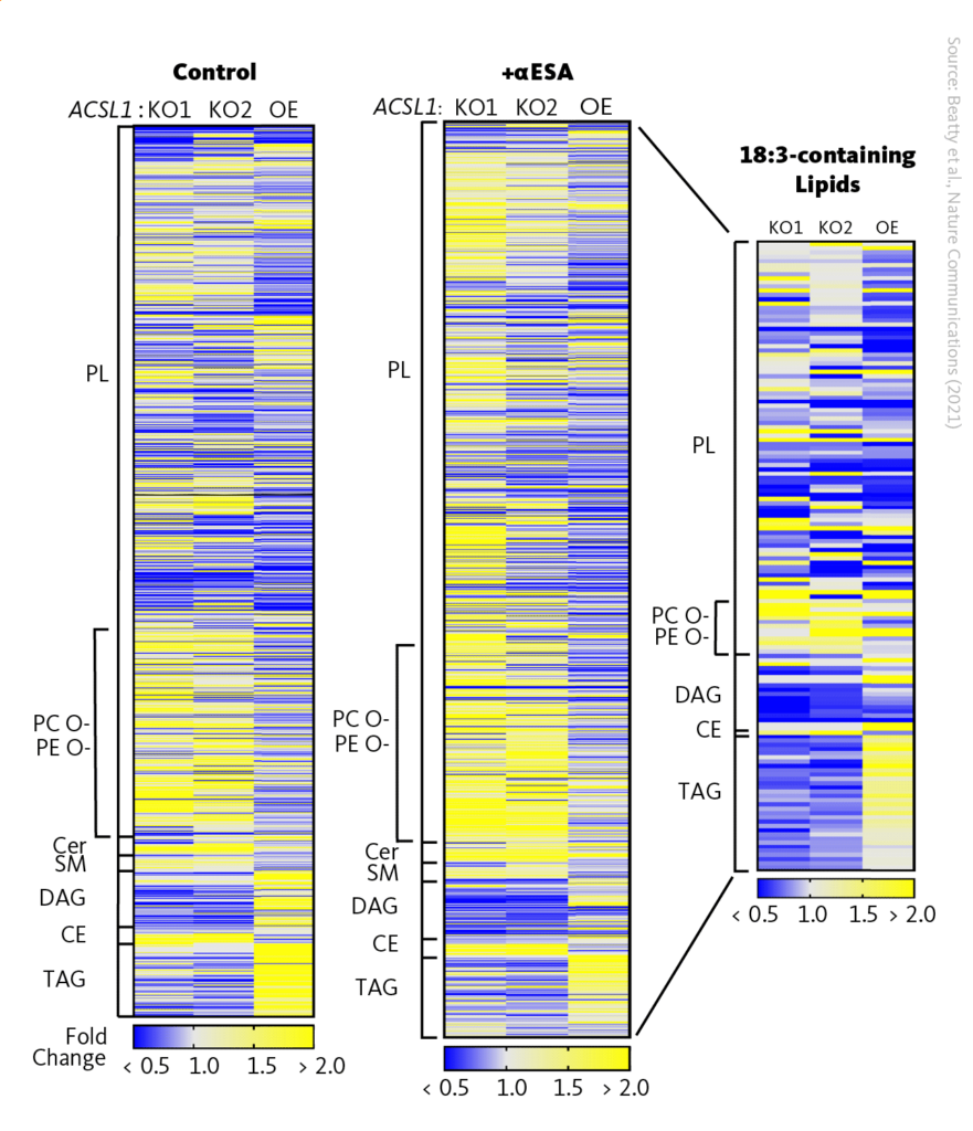 ACSL1 drives incorporation of αESA into neutral lipids. Heatmaps representing relative lipid abundance in ACSL1-deficient or overexpressing cells as fold-change in mole percent compared to control cells after 16 h treatment with αESA (right and middle) or in untreated cells (left). The rightmost heatmap shows only the subset of lipids with 18:3 acyl chains. Yellow indicates an increase in relative abundance and blue shows a decrease in relative abundance. PL, phospholipids; CE, cholesterol esters; Cer, ceramide; DAG, diacylglycerol; PC O-, ether-linked phosphatidylcholine; PE O-, ether-linked phosphatidylethanolamine; SM, sphingomyelin; TAG, triacylglycerol.