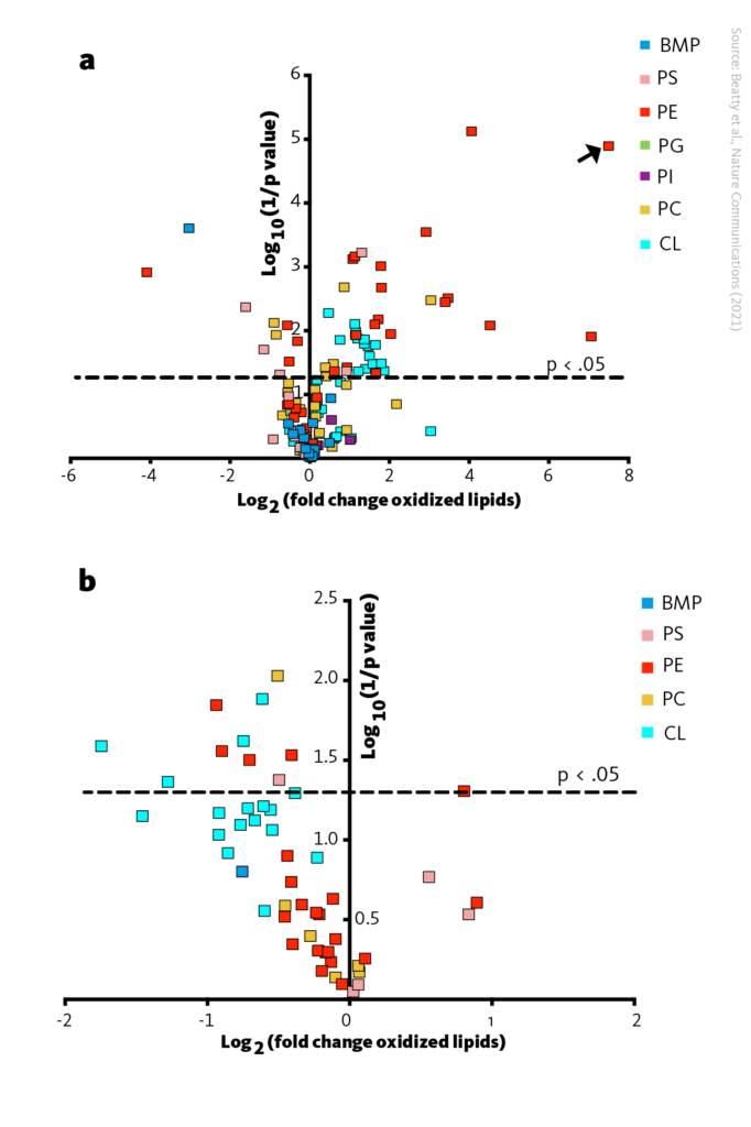 ACSL1 promotes lipid peroxidation by αESA. A Volcano plot visualizing log2(fold change) and significance (log10(1/p)) for oxidized phospholipids in cells incubated with αESA compared to control. The arrow points out a lipid species which was only detected after αESA treatment. B Volcano plot visualizing log2(fold change) versus log10(1/p-value) for oxidized phospholipids in cells transfected with a pool of ACSL1 siRNA and incubated with αESA compared to control. The set is limited to the 51 oxidized phospholipid species that were significantly changed by αESA treatment as shown in A. BMP, bis(monoacylglycero)phosphate; PS, phosphatidylserine; PE, phosphatidylethanolamine; PG, phosphatidylglycerol; PI, phosphatidylinositol; PC,phosphatidylcholine; CL, cardiolipin.