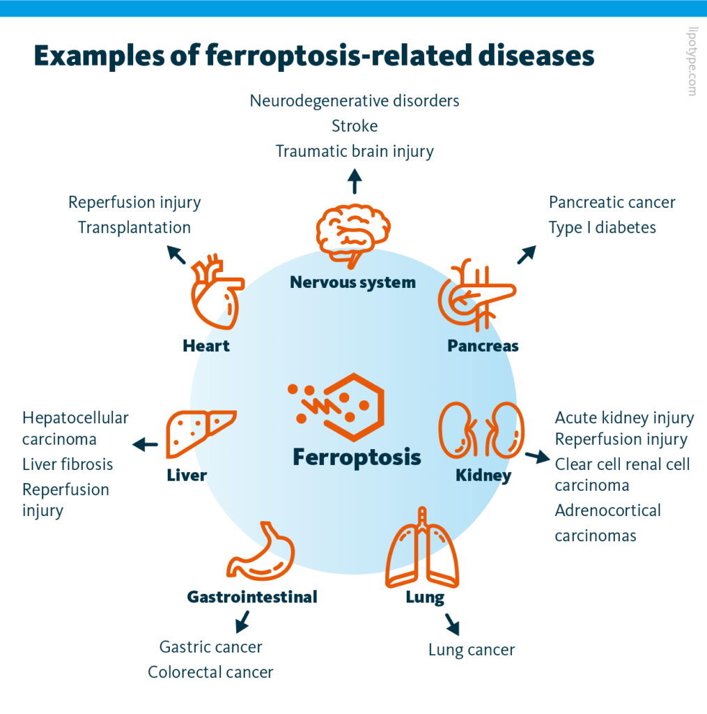 Ferroptosis has been found to be present in various systemic diseases, including but not limited to nervous system disorders, heart disease, liver disease, gastrointestinal disorders, lung disease, kidney disease, various types of cancer, and more.