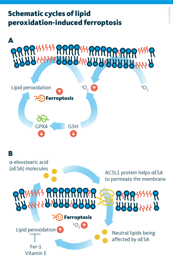 Schematic cycle of lipid oxidation-Induced ferroptosis. A The role of GPX4 in ferroptosis induction. B The role of ACSL1 and αESA in lipid peroxidation and ferroptosis induction. Active components taking part in the ferroptosis: GPX4 inhibitors, αESA linolenic fatty acids affecting neutral lipids and increasing polyunsaturated lipids in cancer cells, the formation of lipid hydroperoxides. However, the ferroptosis can be suppressed by fer-1 (iron chelator deferoxamine) and the lipid antioxidant vitamin E.