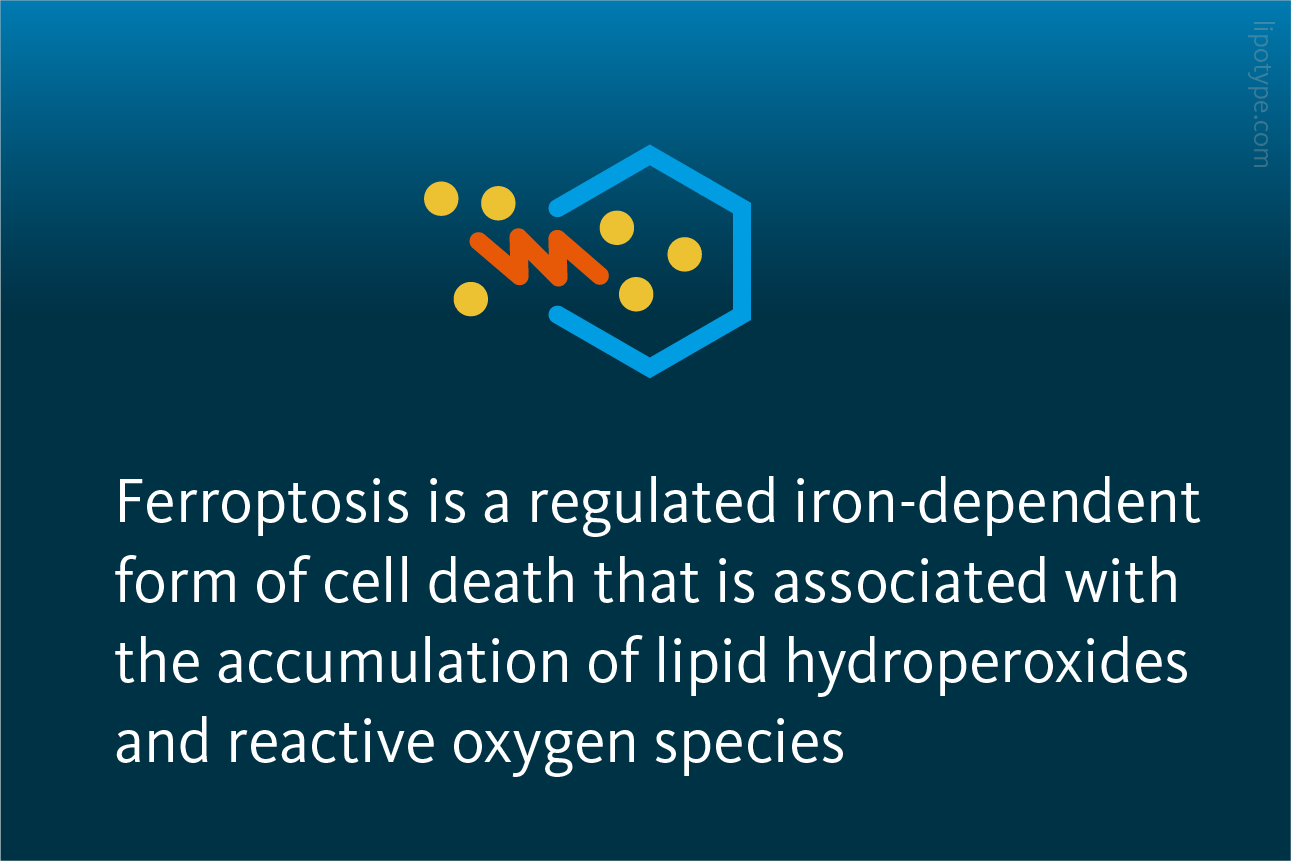 Slide 2: Ferroptosis is a regulated iron-dependent form of cell death that is associated with the accumulation of lipid hydroperoxides and reactive oxygen species.
